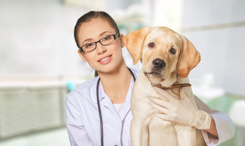 Pet Diseases a Comprehensive Check-up can detect